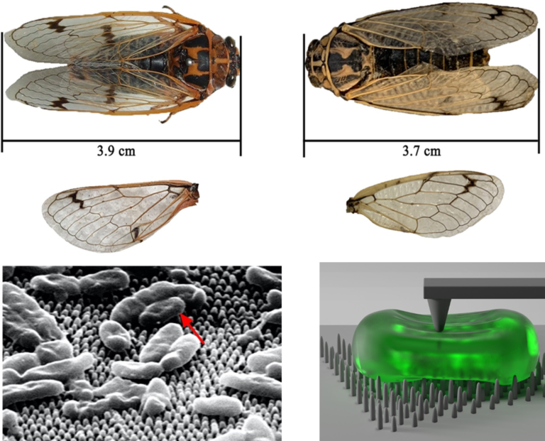 Saman Hosseinpour published a paper in Surfaces and Interfaces in a collaboration with researchers from FUM (Iran) and Pittsburg-Sichuan University (China)