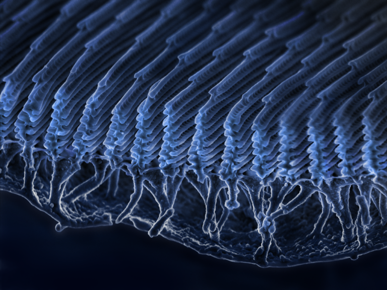 LFG Researchers Collaborate with GEO Magazine